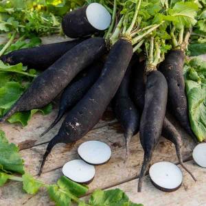 Radis noir long d'hiver - Légumes d'Autrefois